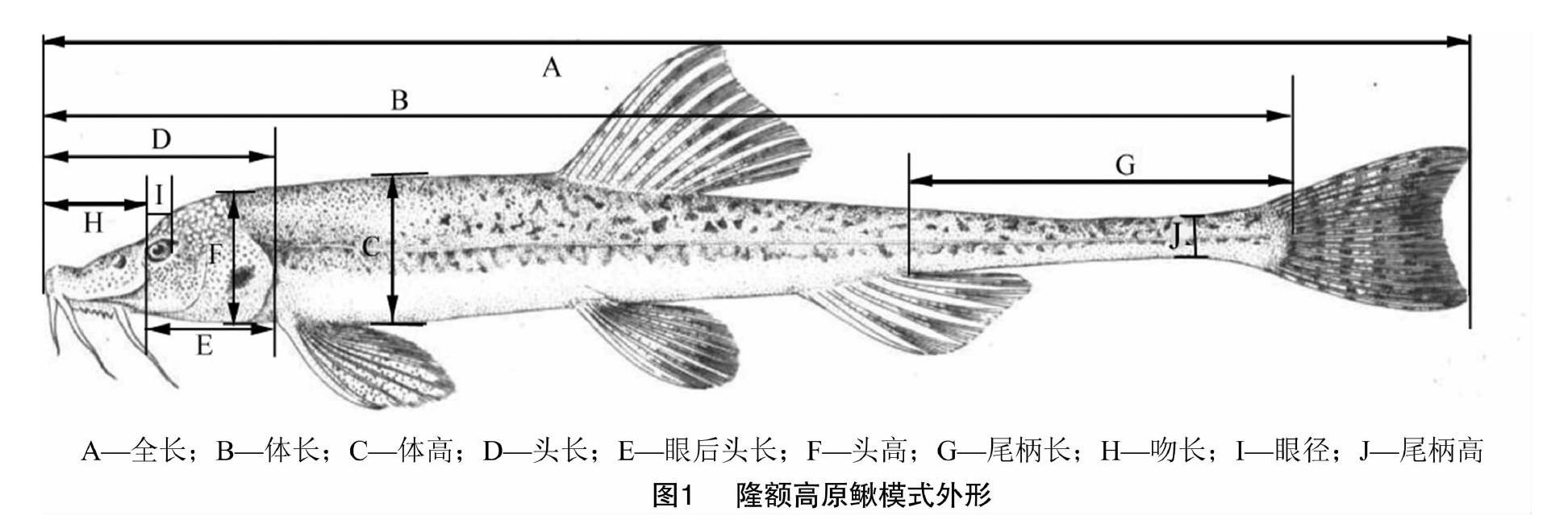 新疆克里雅河隆额高原鳅外部形态特征参数及其相关分析