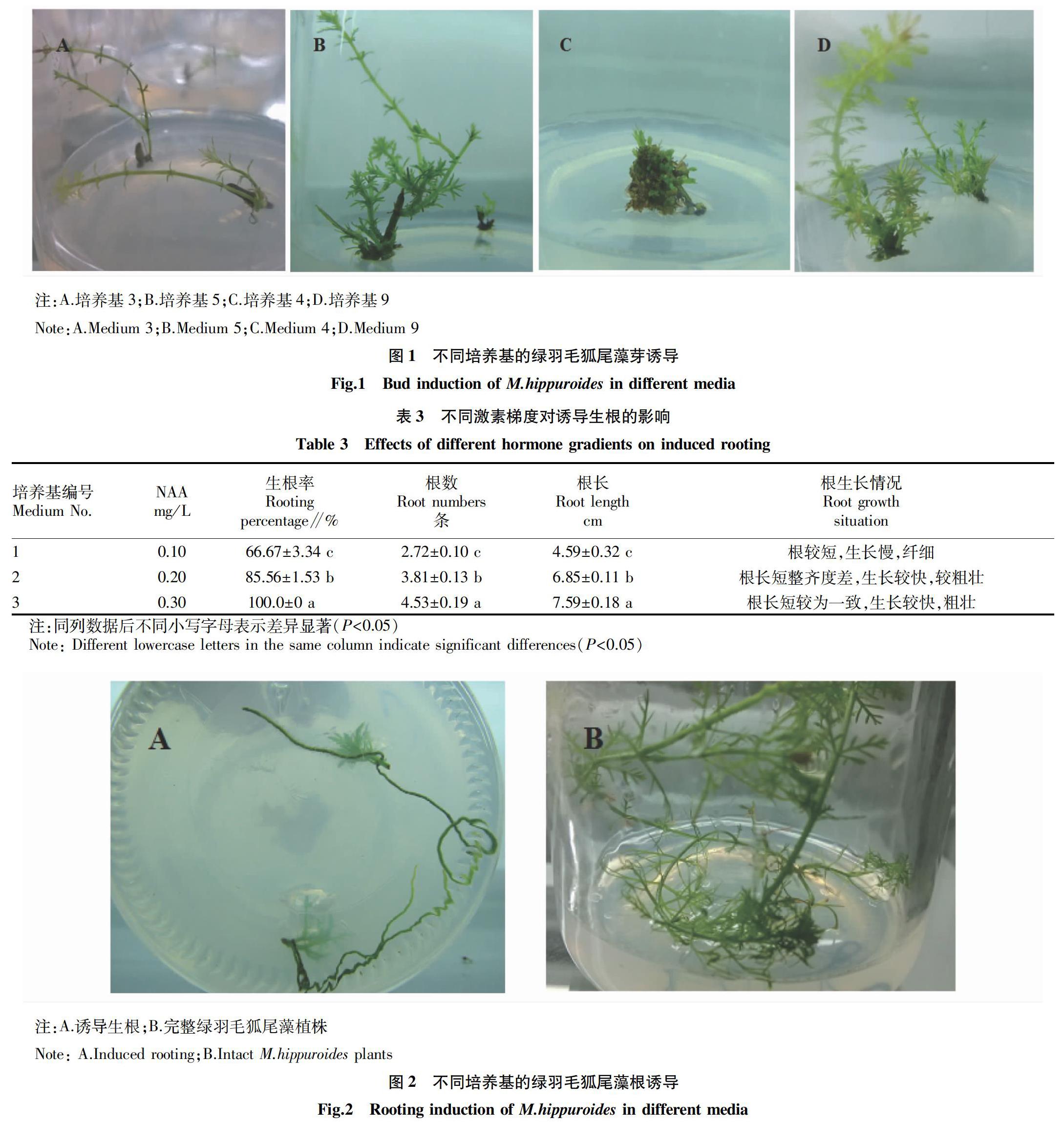 沉水植物绿羽毛狐尾藻组织培养体系的建立