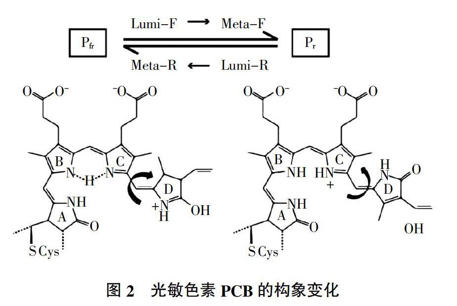 光敏色素的结构及其信号调控机制