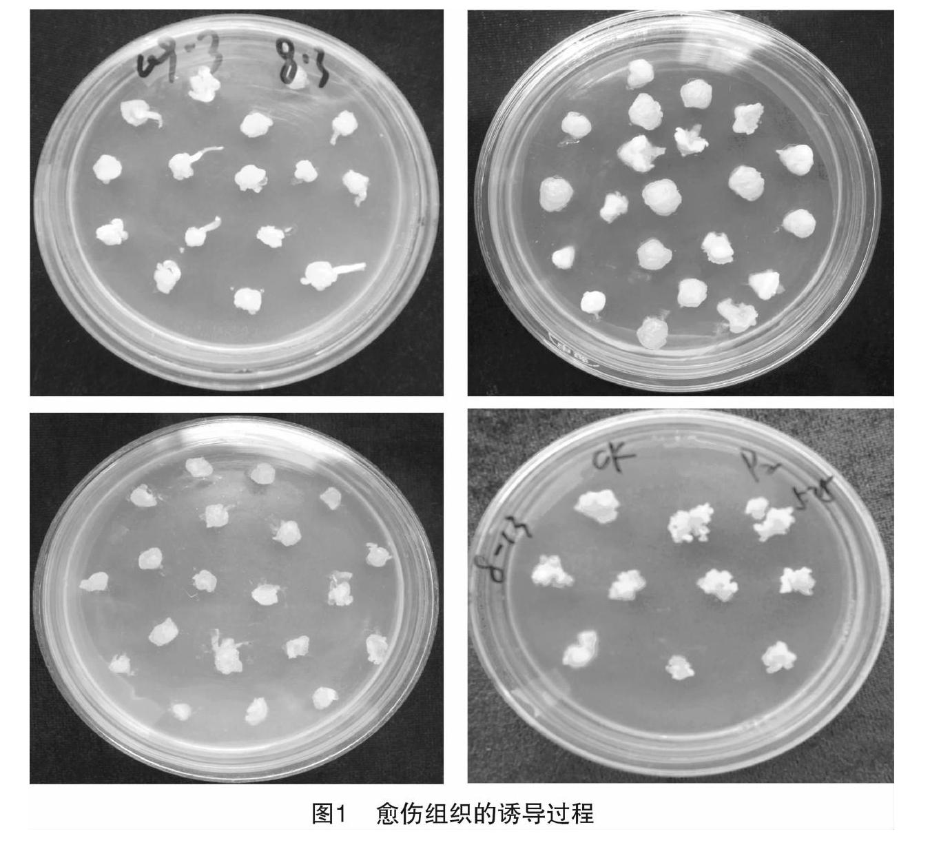 玉米幼胚胚性愈伤组织诱导和继代研究