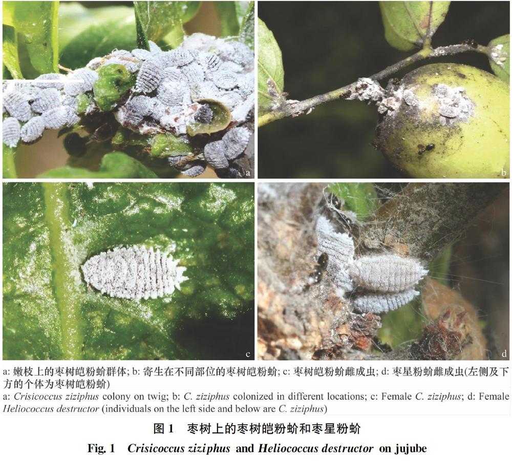 枣树重要害虫——枣星粉蚧和枣树皑粉蚧的识别