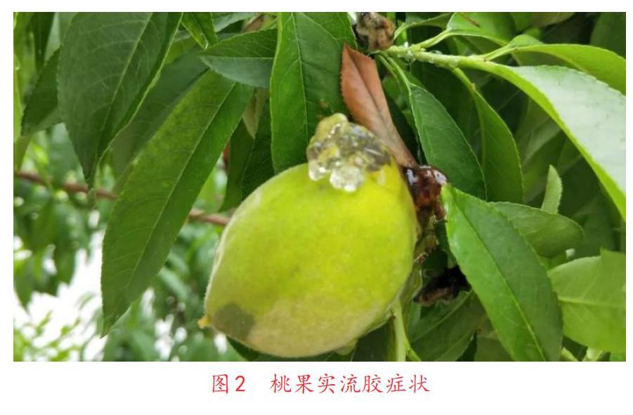 桃树流胶病是桃树生长中经常遇到的一种病害,在各地桃产区都有发生