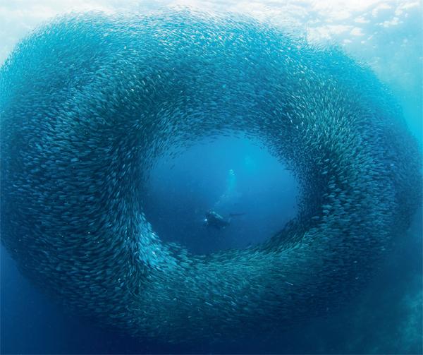 鱼群漩涡