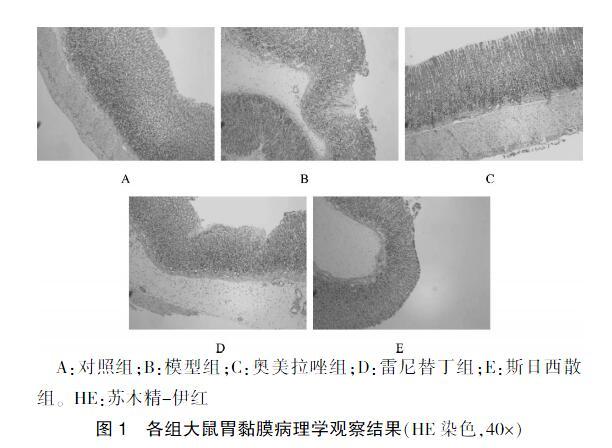 苏木精-伊红染色观察胃黏膜变化;选取25只昆明小鼠,采用乙醇/hcl诱导