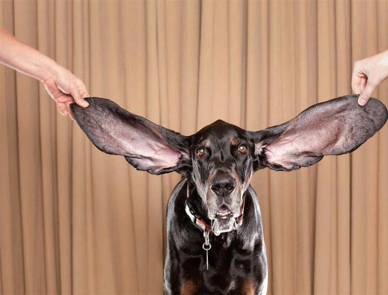 世界上耳朵最长的狗