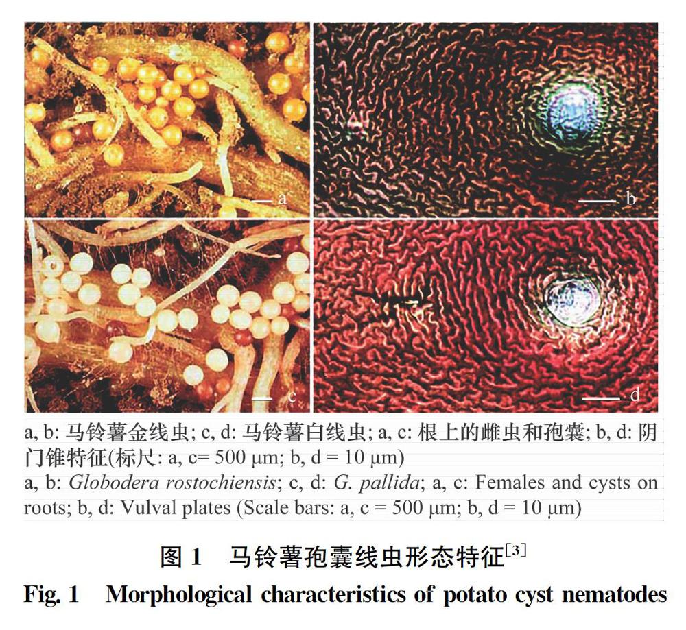 摘要 马铃薯孢囊线虫包括马铃薯金线虫globodera rostochiensis和
