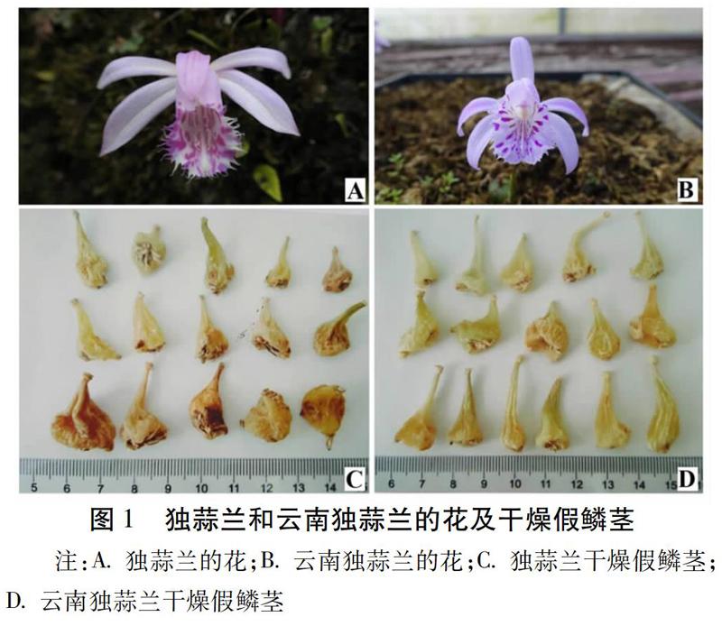 独蒜兰和云南独蒜兰无公害种植体系研究