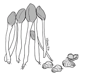 花生芽"万寿果芽"