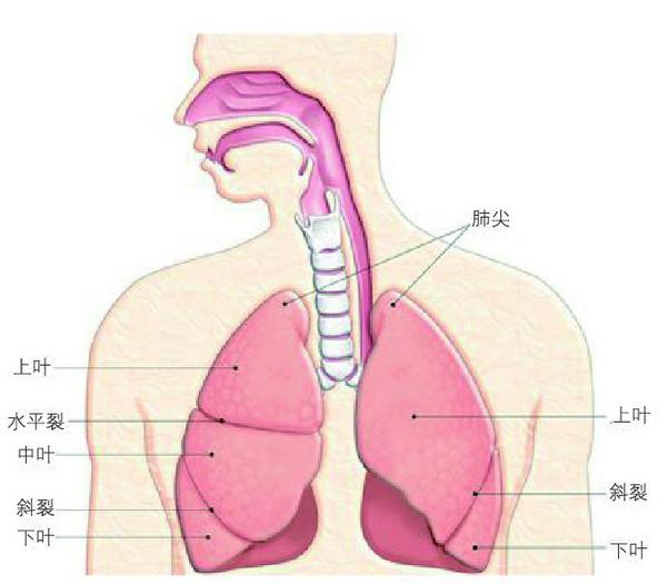 左肺上叶尖后段位置图片
