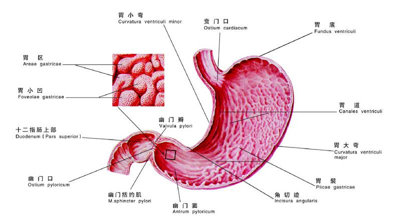 胃小凹结构图图片