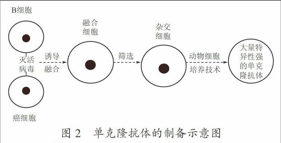 动物细胞融合与单克隆抗体 一节基于实践后的教学设计 参考网