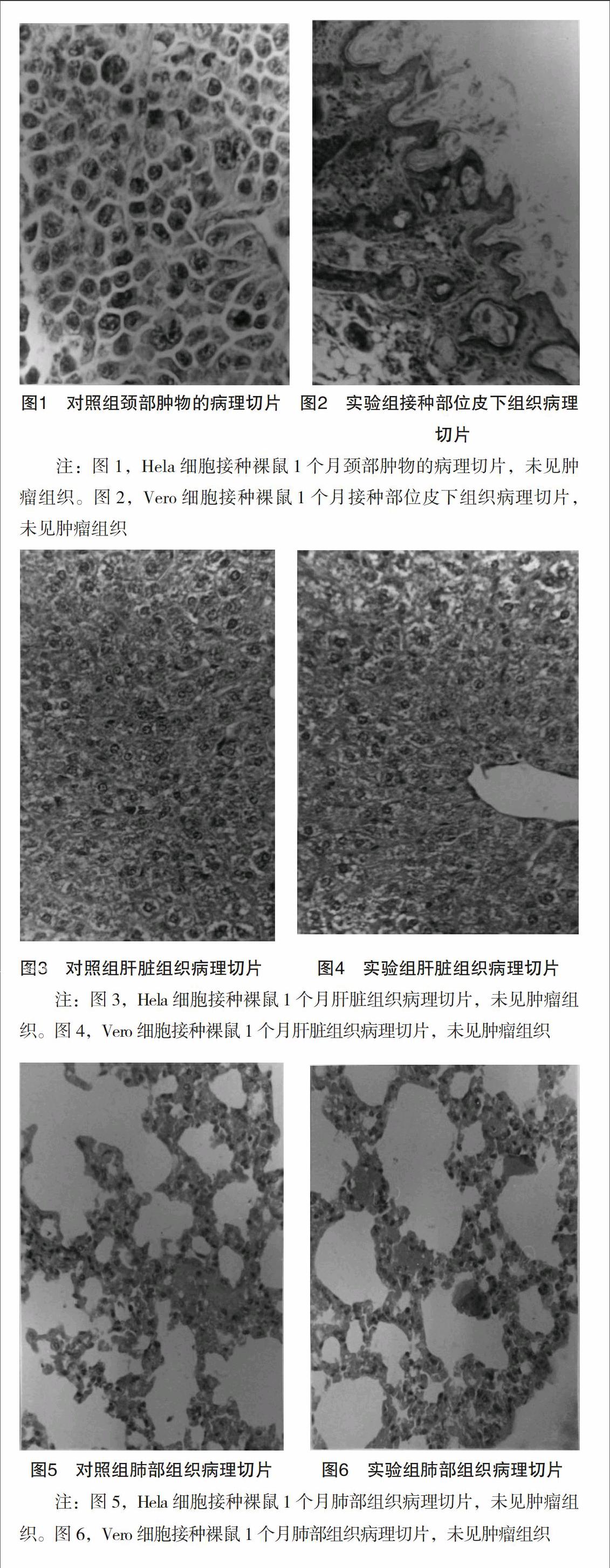 北京生物vero细胞图片