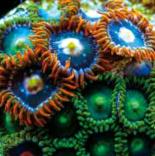 世界第二毒 纽扣珊瑚 参考网