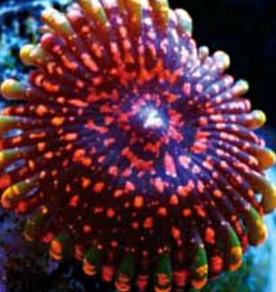 世界第二毒 纽扣珊瑚 参考网