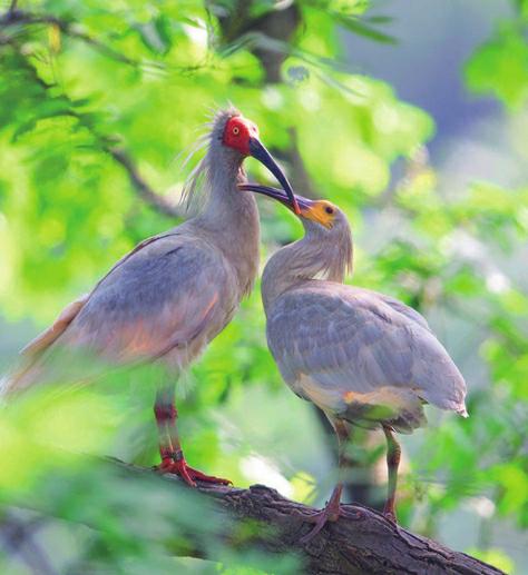 朱鹮是稀世珍禽,名列国际保护鸟的名单之中,在中国濒危动物红皮书和