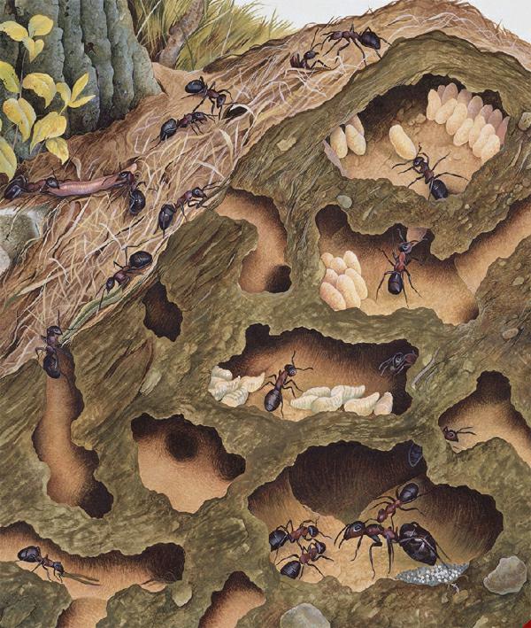 蚂蚁宫殿绘画图片
