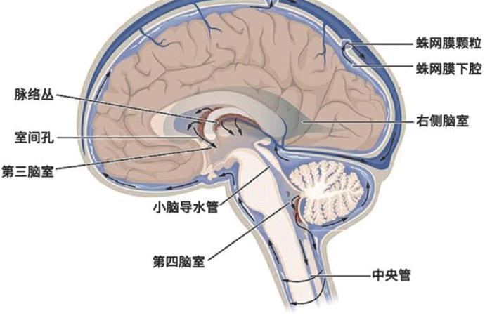 这就需要脑脊液了,由于脑的密度和脑脊液几乎一模一样,因此脑脊液提供