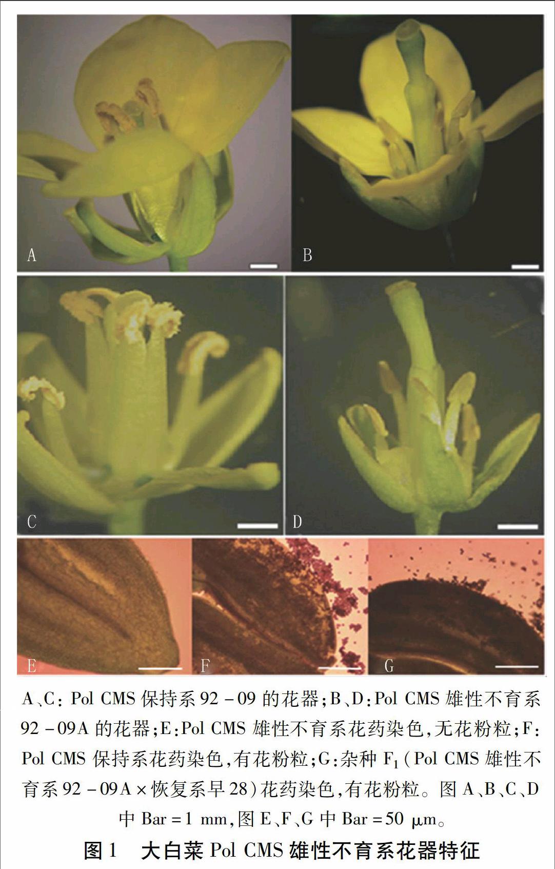 大白菜玻利玛细胞质雄性不育系92—09a的形态特征及相关基因的克隆与