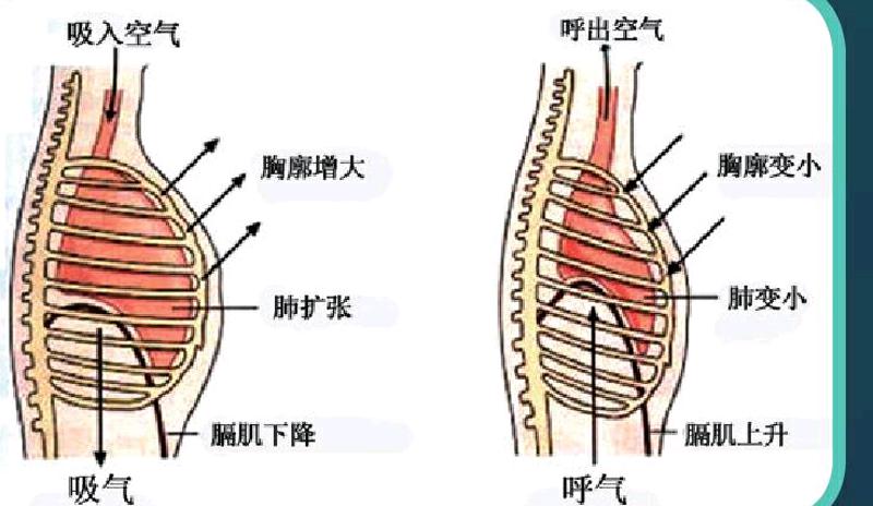 人体吸气时图片