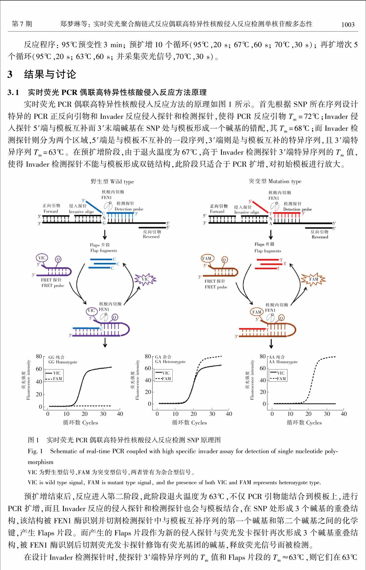 實時熒光聚合酶鏈式反應偶聯高特異性核酸侵入反應檢測單核苷酸多態性