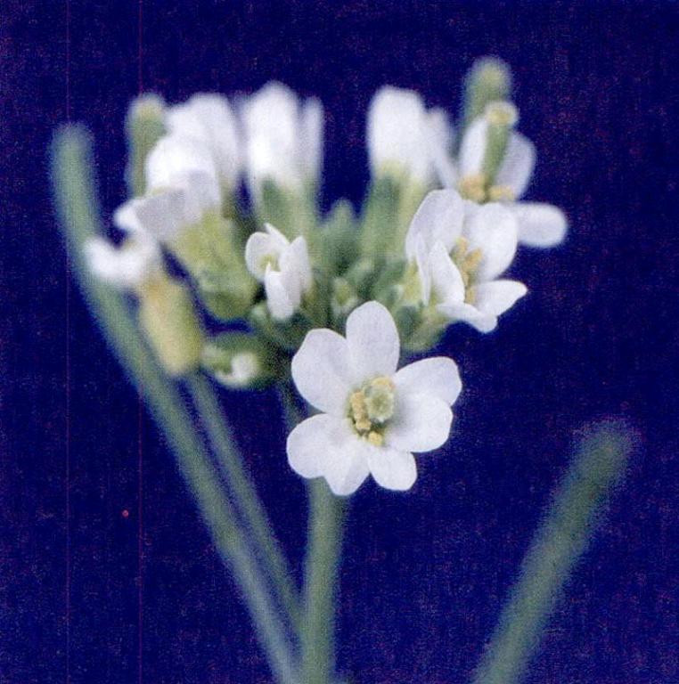 拟南芥花序图片