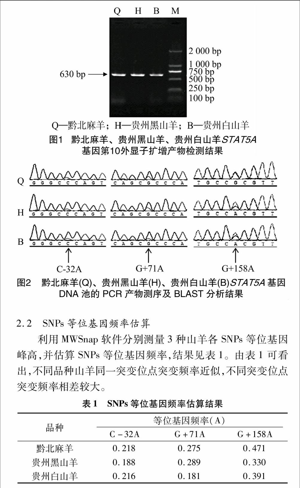 設計1對引物擴增其stat5a基因第10外顯子及部分內含子序列