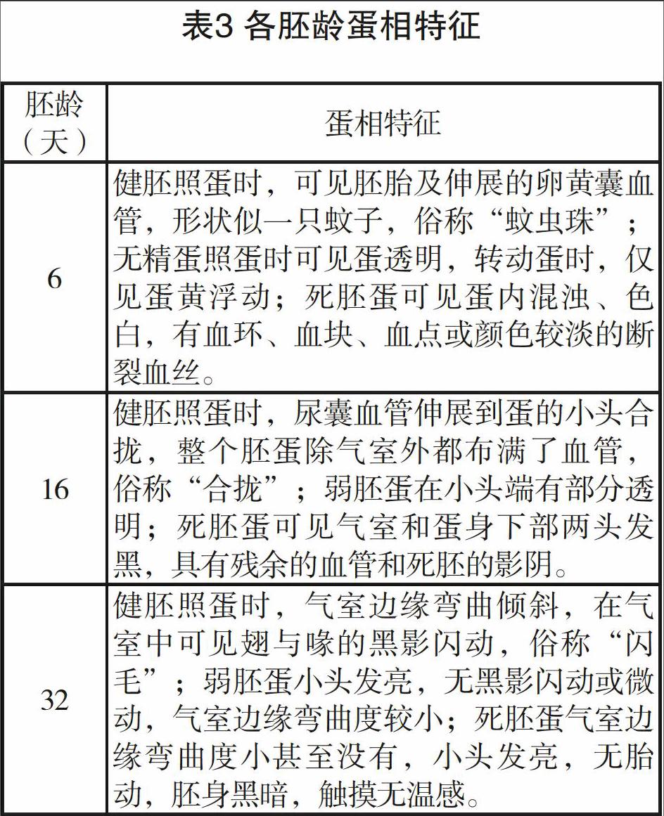 番鸭人工孵化技术 参考网