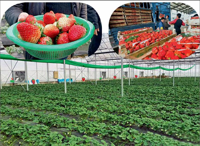 长丰:多年稳居设施草莓第一大县