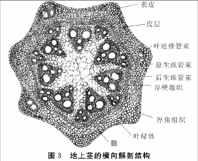 山藥在植物學上的分類探討