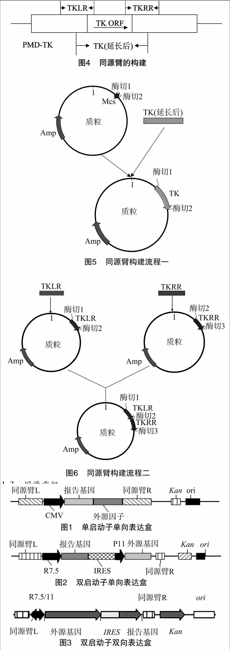 同源重组介导的重组病毒研究进展