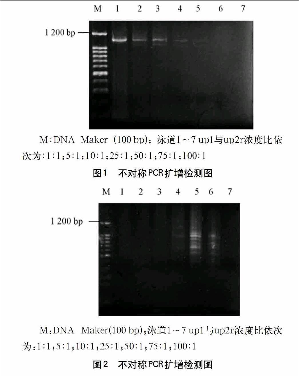 不对称pcr扩增检测土壤中的肠道病原菌