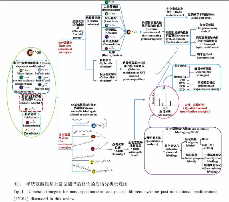 蛋白質半胱氨酸上的翻譯後修飾組分析方法進展