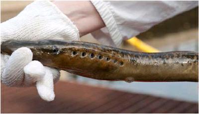 形态特征 成年七鳃鳗的样子的确有些像鳗鱼,两者都没有鳞片.