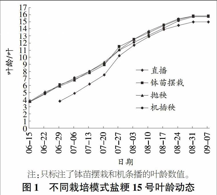 盐粳15号图片