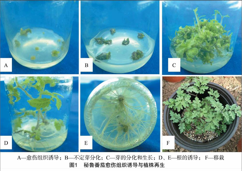 叶片愈伤组织诱导图片图片