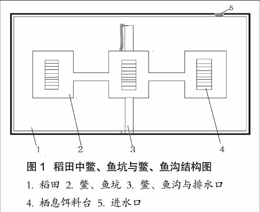 稻萍鱼结构图图片