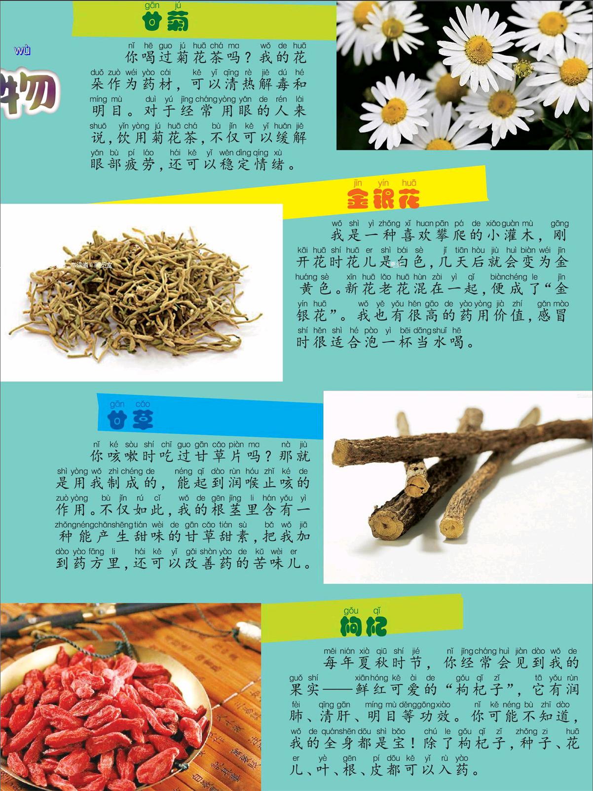吴茱萸-药用植物花谱-图片