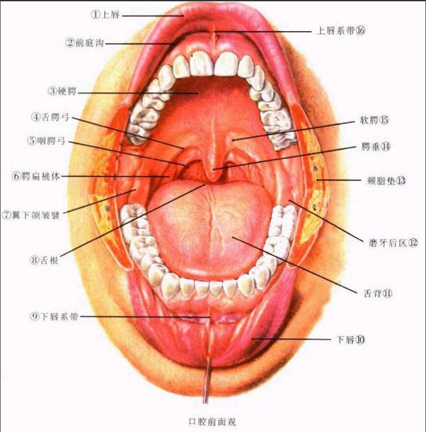 口腔前庭位置示意图图片