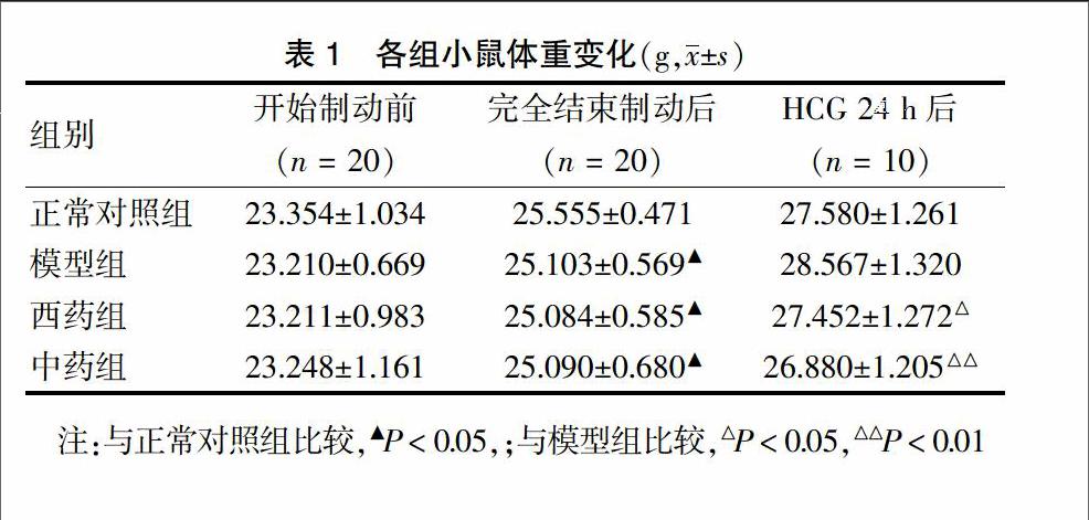 小鼠周龄体重对照表图片