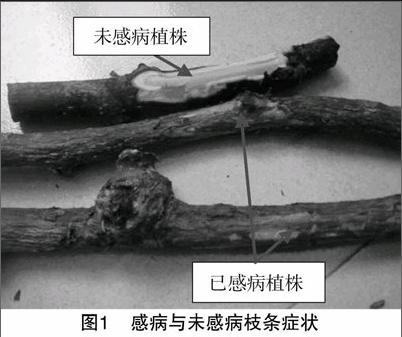 龙云川 彭熙 李苇洁 刘曼 万合锋 任春光