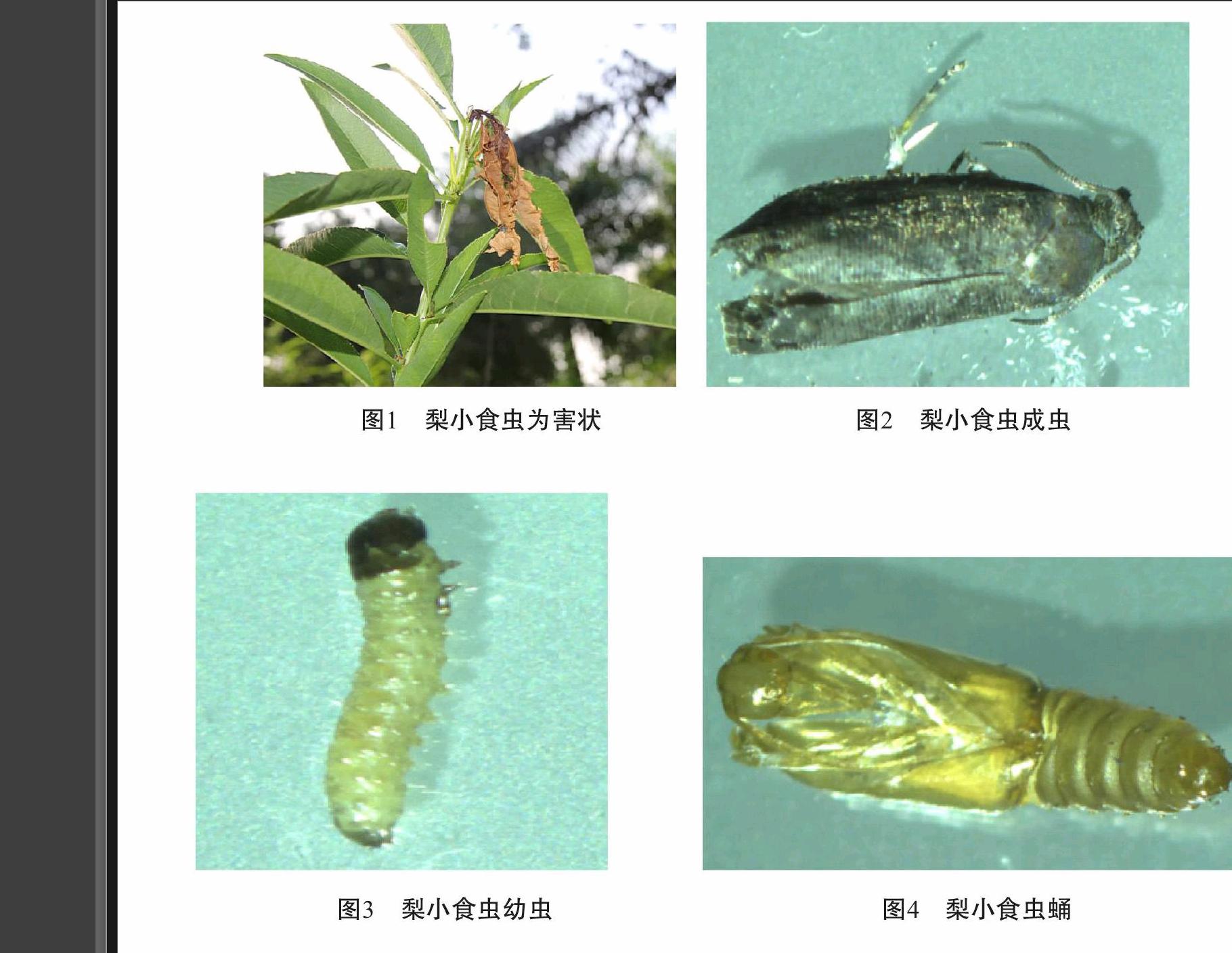 广西南宁地区梨小食心虫的发生特点及综合防治 参考网