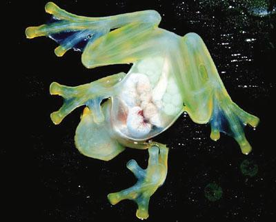 说到透明生物,很多同学是不是都想到水母了呢?