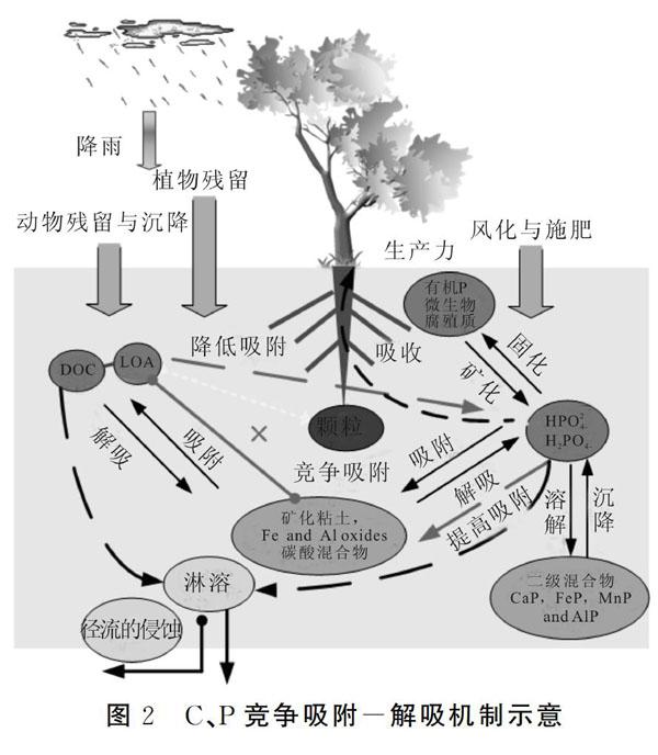 生态系统磷循环示意图图片