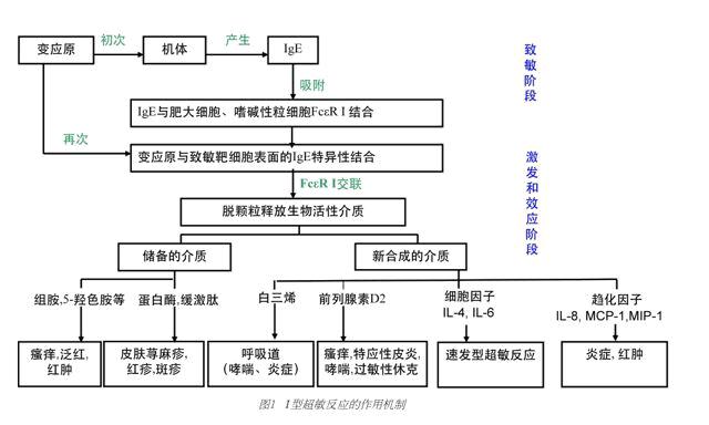 皮肤过敏反应类型及作用机制