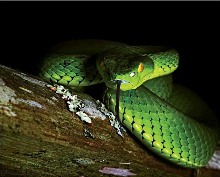 坡普竹叶青蛇图片