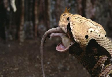 加蓬咝蝰毒牙图片