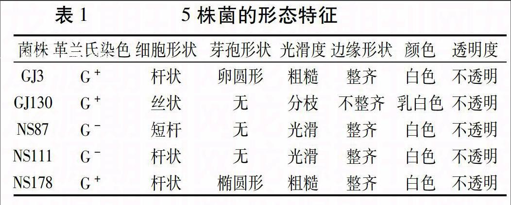 特徵,生理生化特性和16s rdna序列分析,初步確定gj3為解澱粉芽孢桿菌