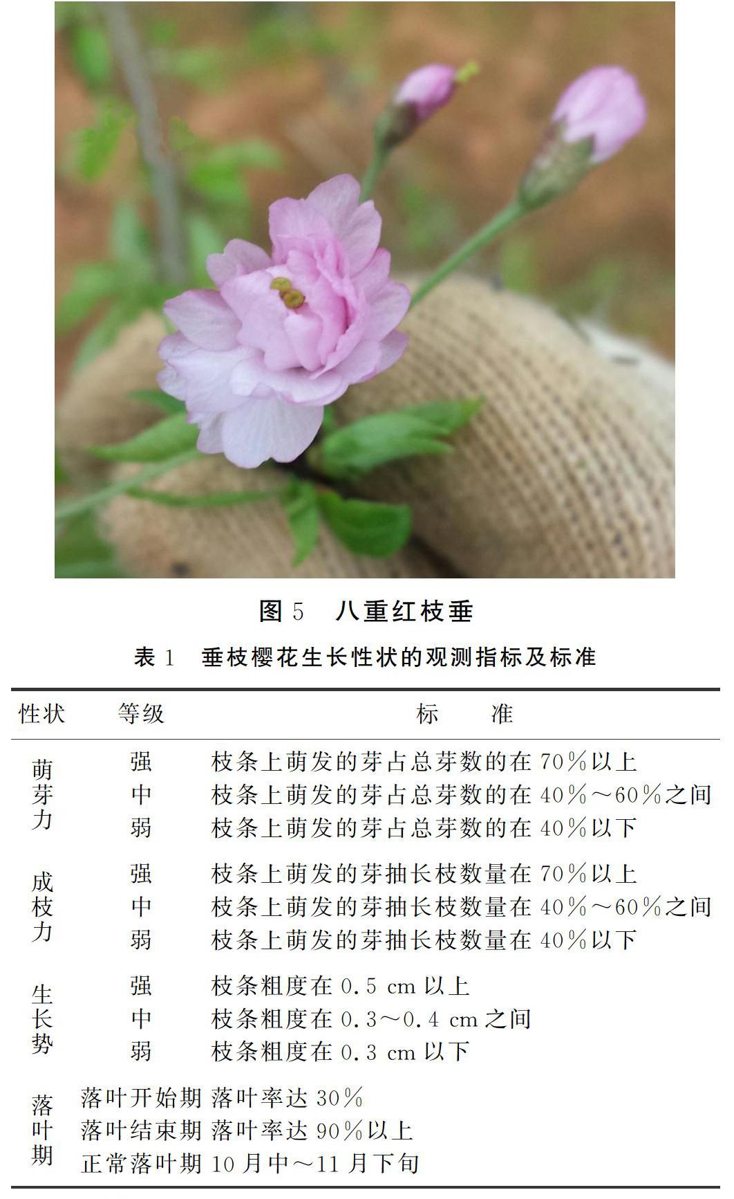 摘要:本文观测了从日本引进的5个垂枝樱花品种在武汉2014年和2015年