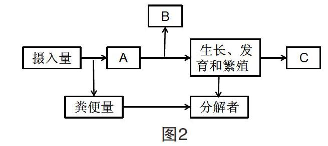 营养级能量流动图解图片