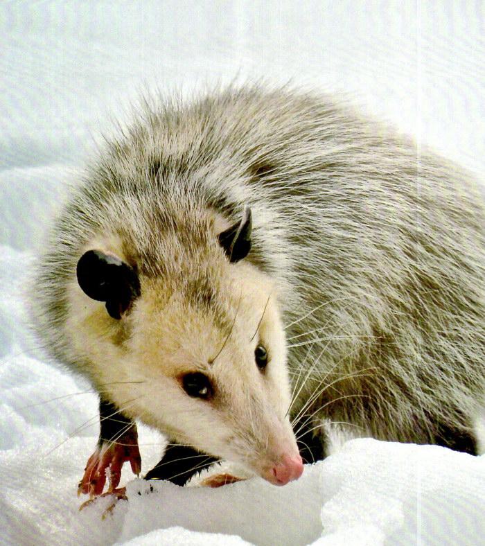 possum动物图片